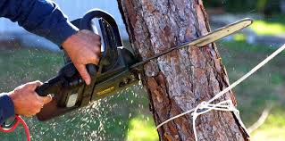 Blackwood, NJ Tree Care Services Company