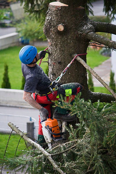 How Our Tree Care Process Works  in  Blackwood, NJ